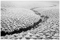 Frozen meadow and streambed,  Mount Halla. Jeju Island, South Korea ( black and white)