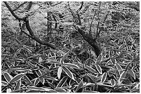 Broad leaf plants growing under dwarf-fir forest. Jeju Island, South Korea (black and white)