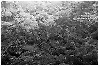 Volcanic rocks and frosted trees. Jeju Island, South Korea ( black and white)