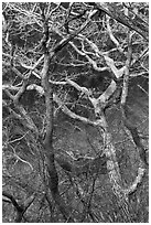 Bare branches, Hallasan National Park. Jeju Island, South Korea ( black and white)