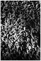 Lava stalactites, Geomunoreum. Jeju Island, South Korea (black and white)
