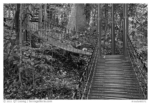 Boardwalk in dipterocarp forest reserve. Kuala Lumpur, Malaysia (black and white)