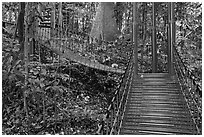 Boardwalk in dipterocarp forest reserve. Kuala Lumpur, Malaysia ( black and white)