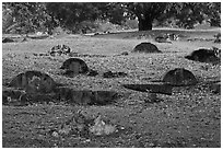 Tombs and trees, Bukit China cemetery. Malacca City, Malaysia ( black and white)