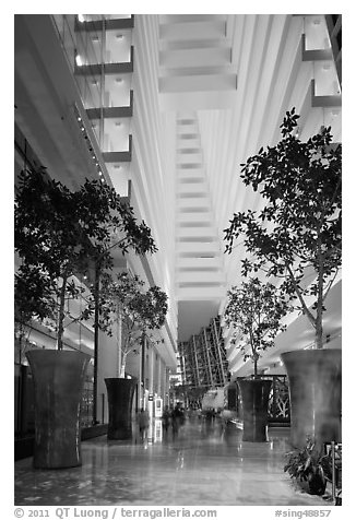 Potted trees inside Marina Bay Sands hotel. Singapore (black and white)