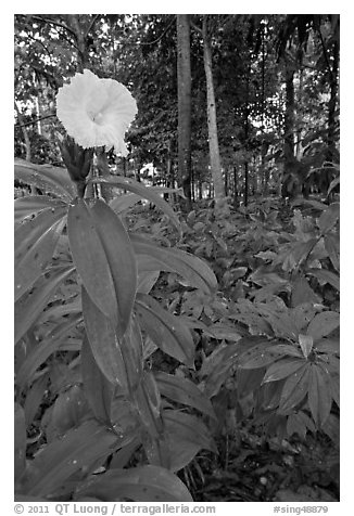 Tropical flower, Singapore Botanical Gardens. Singapore (black and white)