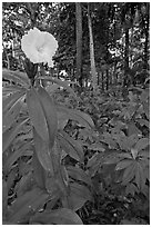 Tropical flower, Singapore Botanical Gardens. Singapore ( black and white)