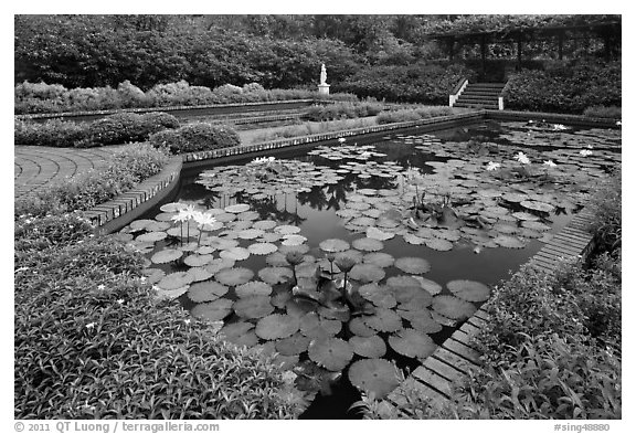Pond with water lillies, Singapore Botanical Gardens. Singapore (black and white)