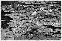 Water lillies in bloom,  Singapore Botanical Gardens. Singapore ( black and white)