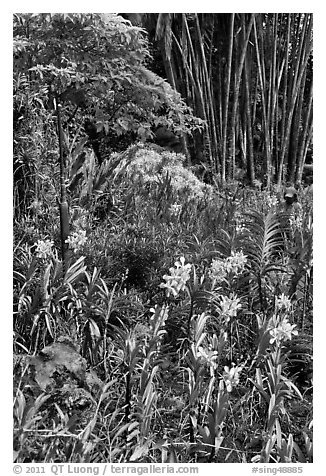 Orchids and bamboo, National Orchid Garden. Singapore (black and white)