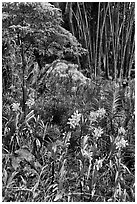 Orchids and bamboo, National Orchid Garden. Singapore (black and white)
