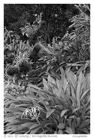 Orchids, National Orchid Garden. Singapore (black and white)