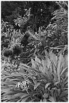 Orchids, National Orchid Garden. Singapore ( black and white)