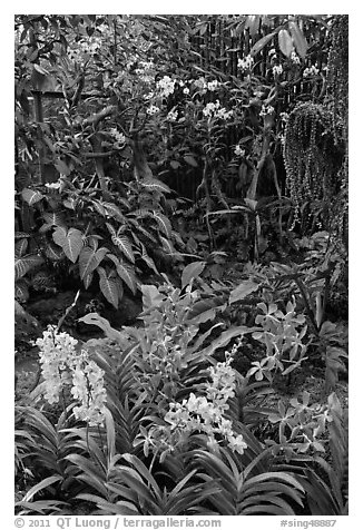 National Orchid Garden, in Singapore Botanical Gardens. Singapore (black and white)