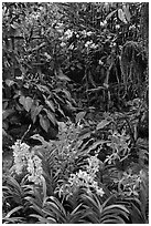 National Orchid Garden, in Singapore Botanical Gardens. Singapore ( black and white)
