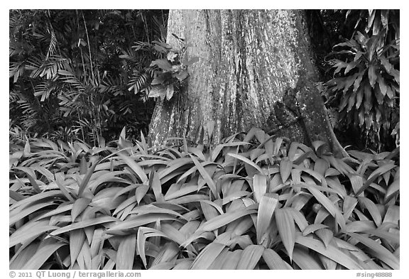 Leaves and trunk,  Singapore Botanical Gardens. Singapore (black and white)