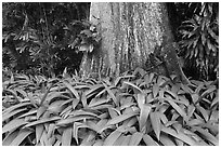 Leaves and trunk,  Singapore Botanical Gardens. Singapore ( black and white)