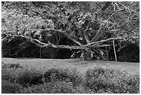 Tree, Singapore Botanical Gardens. Singapore ( black and white)