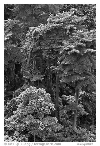 Forest trees. Singapore (black and white)