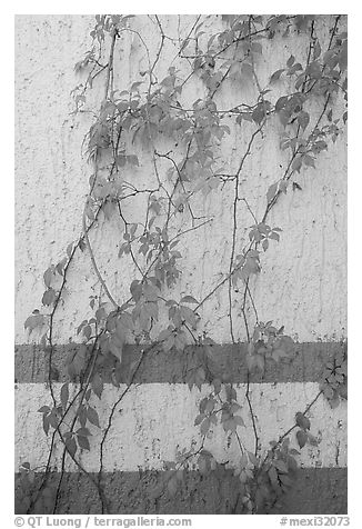 Wall and plant, La Posada bed and breakfast, Tlaquepaque. Jalisco, Mexico (black and white)
