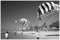 Parasails inflated on beach, Nuevo Vallarta, Nayarit. Jalisco, Mexico ( black and white)