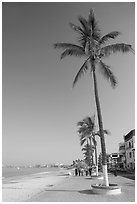 Palm trees on the Malecon, morning, Puerto Vallarta, Jalisco. Jalisco, Mexico ( black and white)