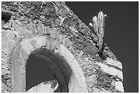 Cactus growing out of ruined house. Guanajuato, Mexico ( black and white)
