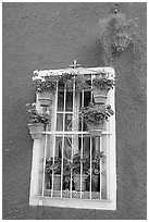 Window decorated with many potted plants. Guanajuato, Mexico ( black and white)