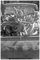 Bananas in the back of a pick-up truck. Mexico ( black and white)
