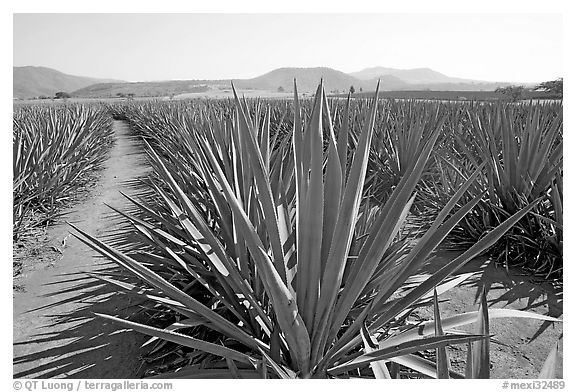 Agave field cultivated to make Tequila. Mexico (black and white)