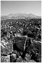 Hardened lava field. Mexico ( black and white)