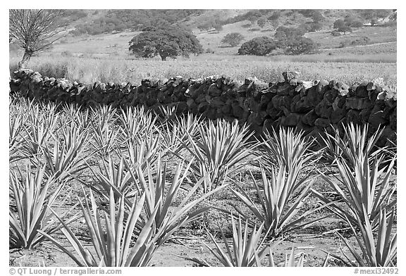 Agave field and volcanic rock wall. Mexico (black and white)