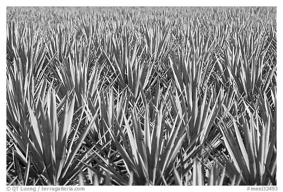 Blue agaves near Tequila. Mexico (black and white)