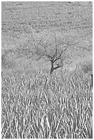 Blue Agave field and tree. Mexico ( black and white)