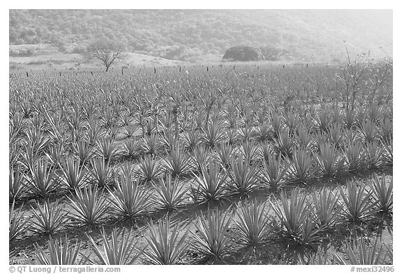 Field of agaves near Tequila. Mexico (black and white)