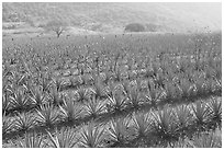 Field of agaves near Tequila. Mexico ( black and white)