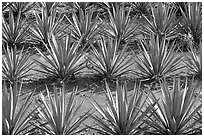 Rows of  blue agaves near Tequila. Mexico ( black and white)