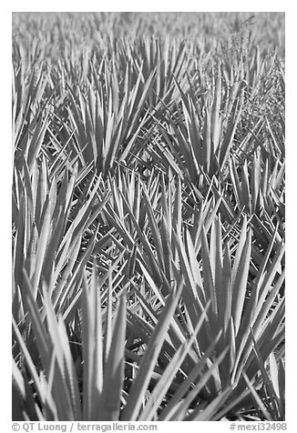 Dense rows of blue agaves. Mexico (black and white)