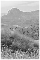 Grasses, agaves, and mountains. Mexico ( black and white)