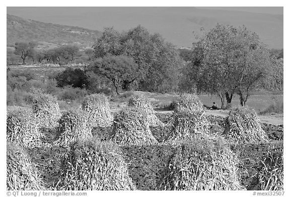 Stacks of corn hulls. Mexico (black and white)