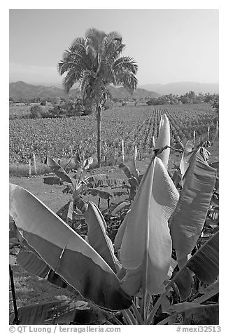 Banana trees, palm tree, and tobbaco field. Mexico (black and white)