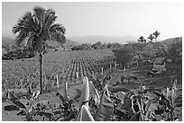 Rural scene with banana trees, palm tree, horses, and  field. Mexico (black and white)