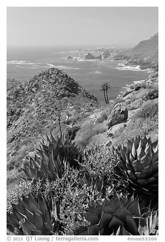 Succulents and rocky coastline. Baja California, Mexico (black and white)