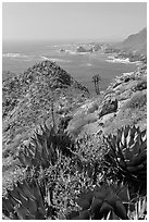 Succulents and rocky coastline. Baja California, Mexico ( black and white)