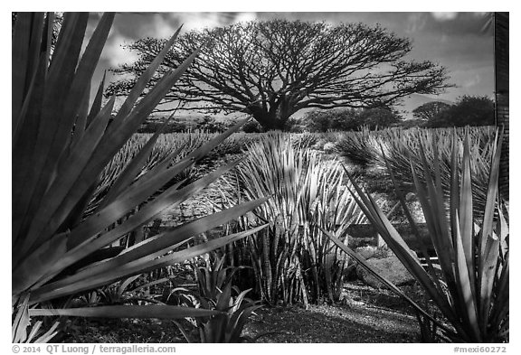 Blue agaves and pictures of agave landscape. Cozumel Island, Mexico (black and white)