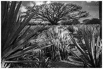 Blue agaves and pictures of agave landscape. Cozumel Island, Mexico ( black and white)
