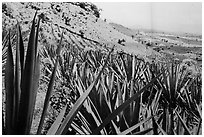 Agaves and pictures of landscape. Cozumel Island, Mexico ( black and white)