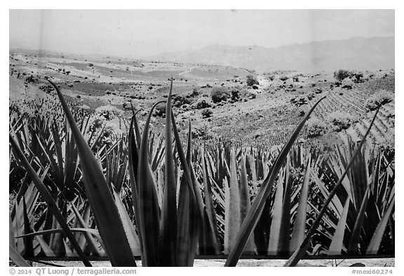 Agaves and pictures of landscape, tequilla factory. Cozumel Island, Mexico (black and white)