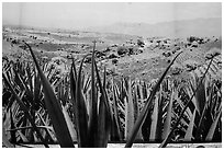 Agaves and pictures of landscape, tequilla factory. Cozumel Island, Mexico ( black and white)