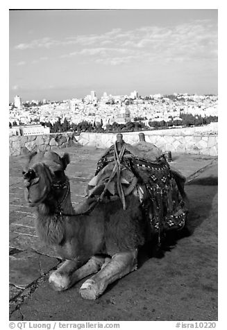 Camel with town skyline in the background. Jerusalem, Israel